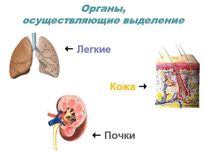 Органы, осуществляющие выделение Легкие Кожа Почки 