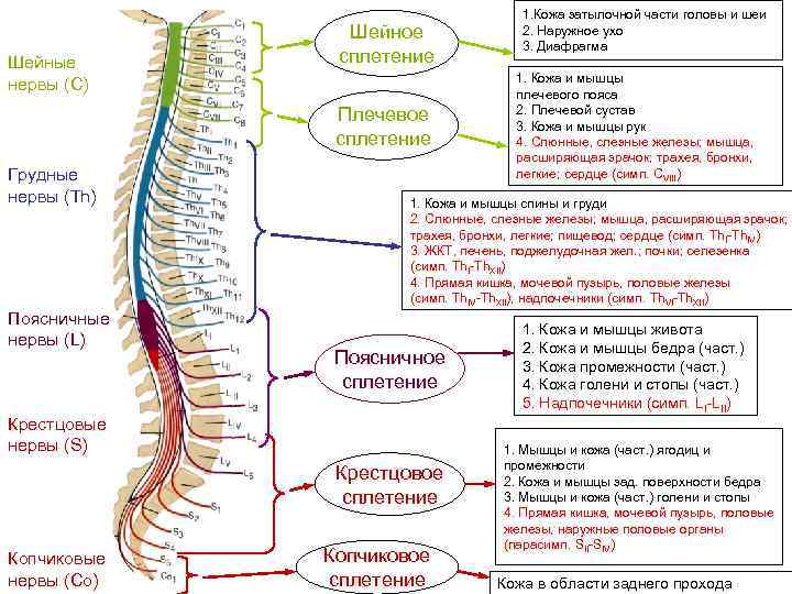 Нервы поясничного сплетения картинка