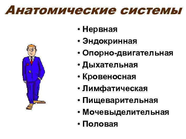 Анатомические системы • Нервная • Эндокринная • Опорно-двигательная • Дыхательная • Кровеносная • Лимфатическая