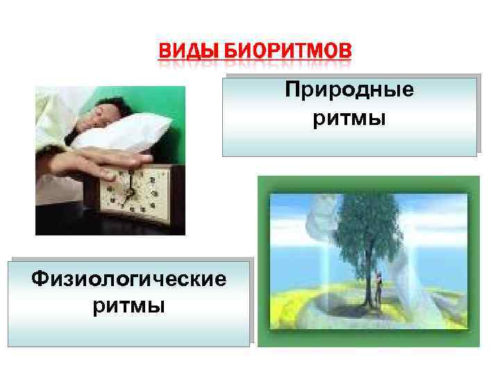 Природные ритмы Физиологические ритмы 