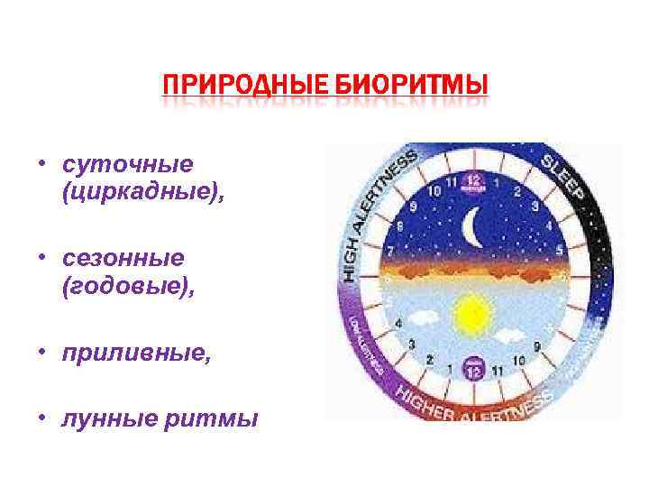  • суточные (циркадные), • сезонные (годовые), • приливные, • лунные ритмы 