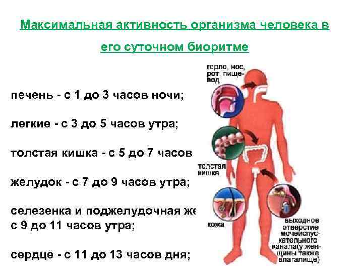 Активность органов и систем. Активность организма. Суточный цикл активности органов человека. Биологические ритмы организма человека. Биоритмы органов.