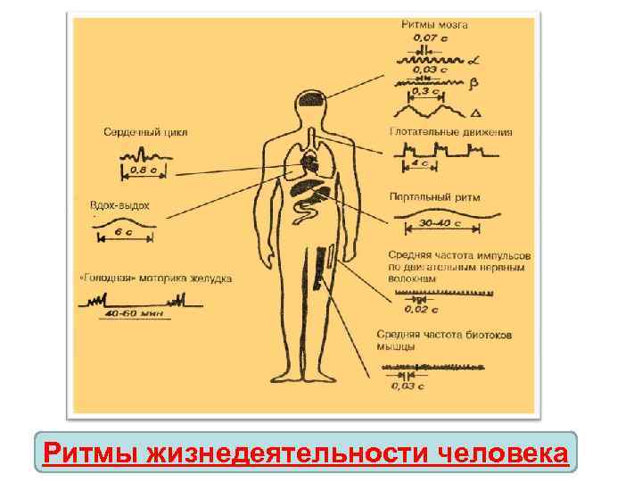 Ритмы жизнедеятельности человека 