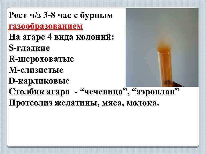 Рост ч/з 3 -8 час с бурным газообразованием На агаре 4 вида колоний: S-гладкие