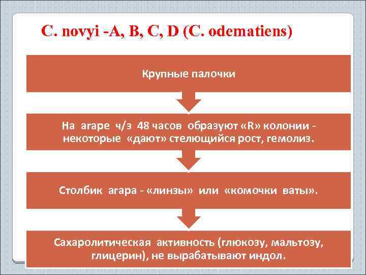 C. novyi -A, B, C, D (C. odematiens) Крупные палочки На агаре ч/з 48