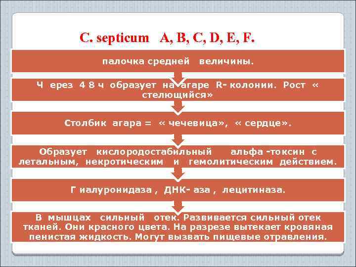 C. septicum A, B, C, D, E, F. палочка средней величины. Ч ерез 4