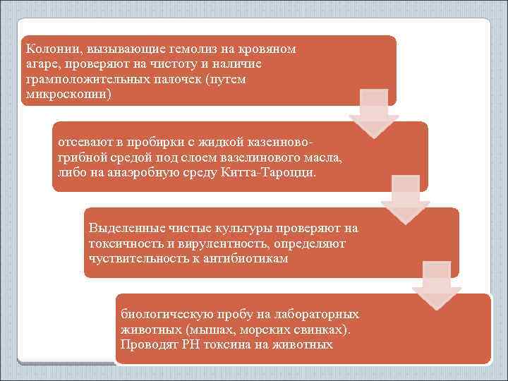 Колонии, вызывающие гемолиз на кровяном агаре, проверяют на чистоту и наличие грамположительных палочек (путем