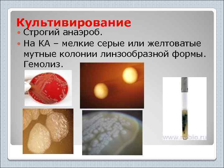 Культивирование Строгий анаэроб. На КА – мелкие серые или желтоватые мутные колонии линзообразной формы.