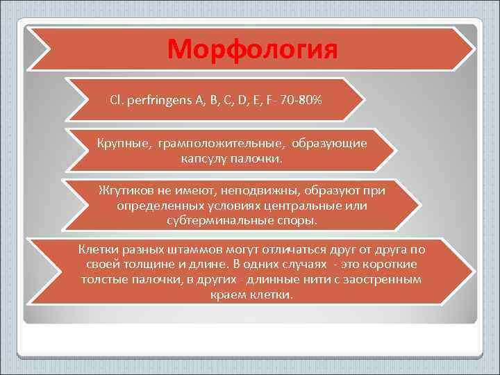 Морфология Cl. рerfringens A, B, C, D, E, F- 70 -80% Крупные, грамположительные, образующие