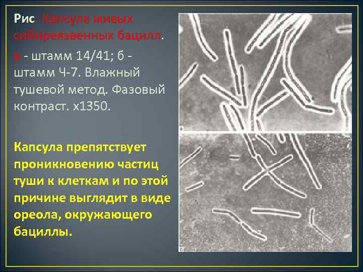 Рис. Капсула живых сибиреязвенных бацилл а штамм 14/41; б штамм Ч 7. Влажный тушевой