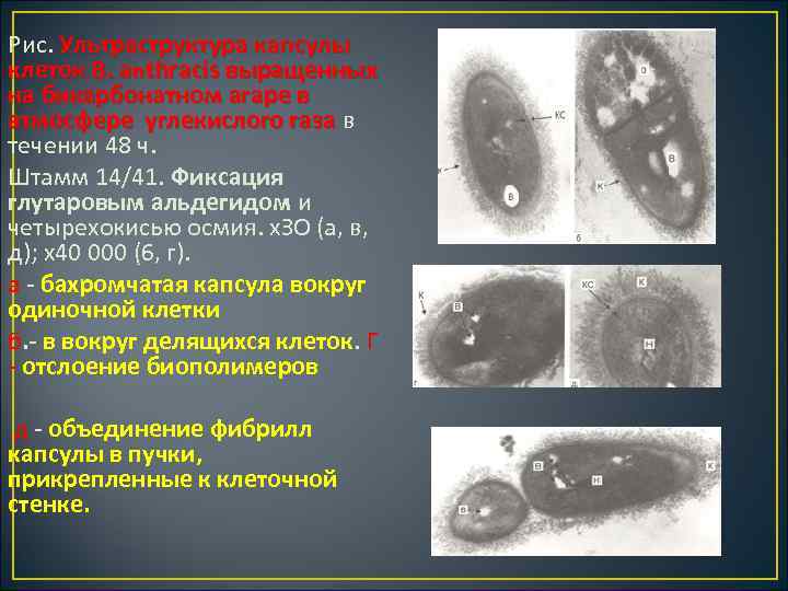 Рис. Ультраструктура капсулы клеток В. аnthraсis выращенных на бикарбонатном агаре в атмосфере углекислого газа