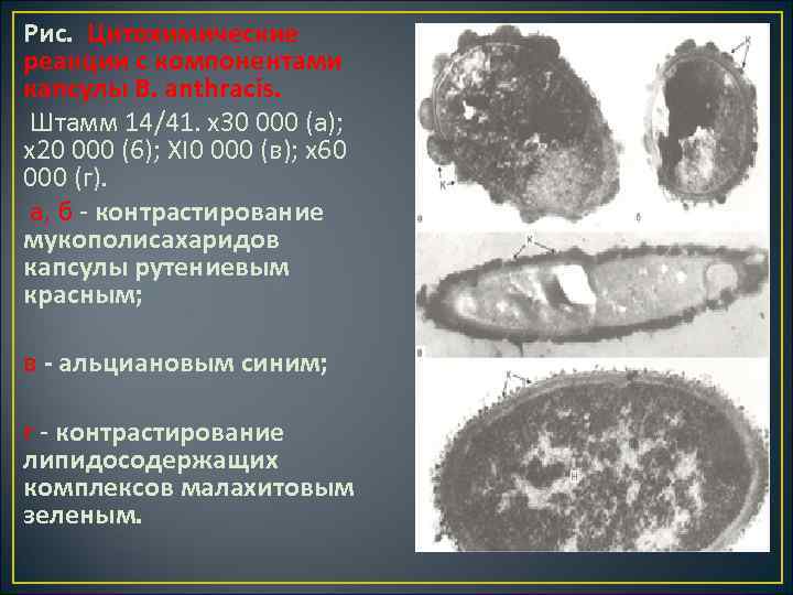 Рис. Цитохимические реакции с компонентами капсулы В. anthracis. Штамм 14/41. х30 000 (а); х20