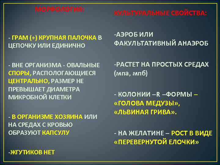 МОРФОЛОГИЯ: ГРАМ (+) КРУПНАЯ ПАЛОЧКА В ЦЕПОЧКУ ИЛИ ЕДИНИЧНО ВНЕ ОРГАНИЗМА ОВАЛЬНЫЕ СПОРЫ, РАСПОЛОГАЮЩИЕСЯ