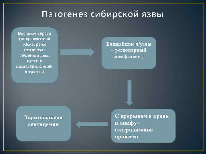 Патогенез сибирской язвы Входные ворота (поврежденная кожа, реже слизистые оболочки дых. путей и пищеварительног