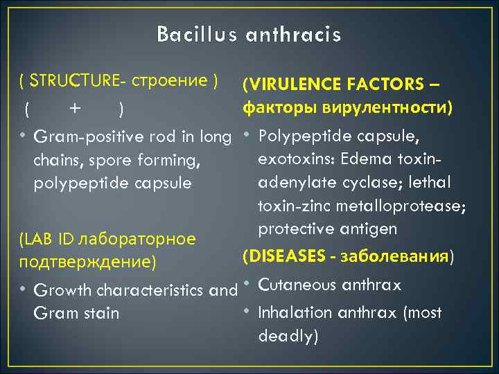 Bacillus anthracis ( STRUCТURE- строение ) (VIRULENCE FACTORS – факторы вирулентности) ( + )