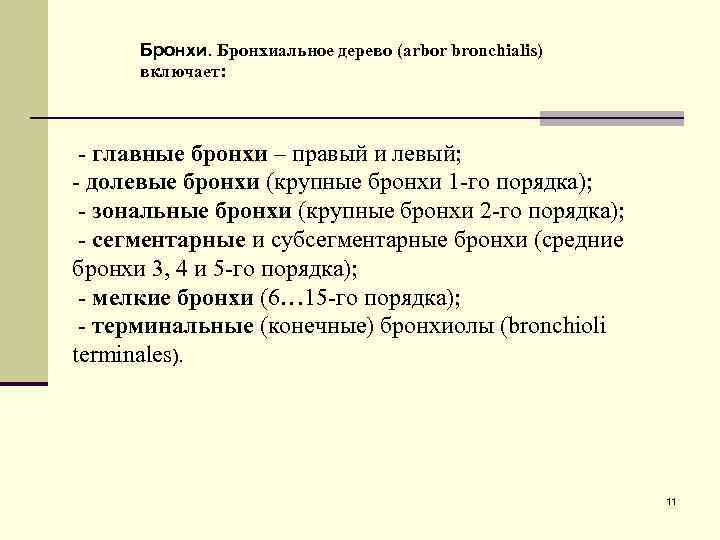 Бронхиальное дерево (arbor bronchialis) включает: - главные бронхи – правый и левый; - долевые