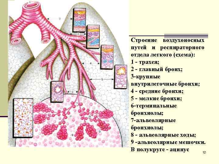 Строение воздухоносных путей и респираторного отдела легкого (схема): 1 - трахея; 2 - главный