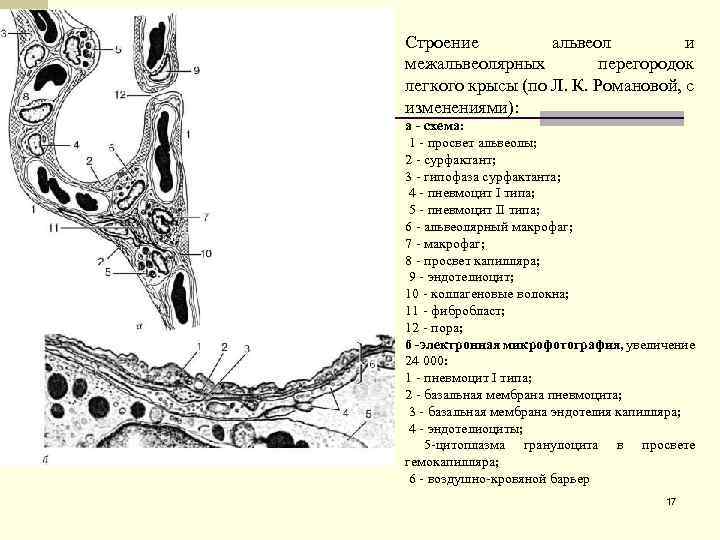 Строение альвеол и межальвеолярных перегородок легкого крысы (по Л. К. Романовой, с изменениями): а