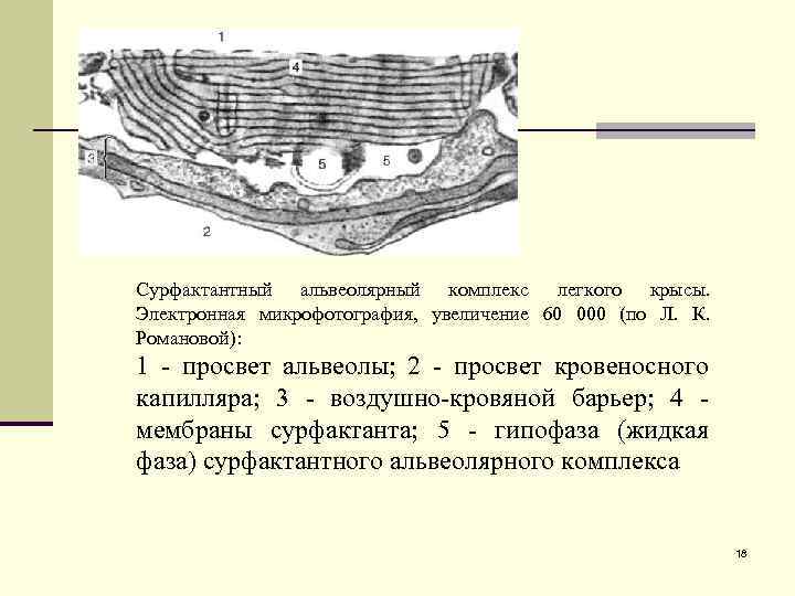 Сурфактантный альвеолярный комплекс легкого крысы. Электронная микрофотография, увеличение 60 000 (по Л. К. Романовой):