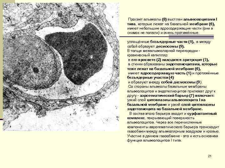  Просвет альвеолы (8) выстлан альвеолоцитами I типа, которые лежат на базальной мембране (6),