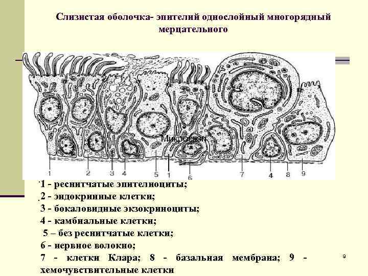 Слизистая оболочка- эпителий однослойный многорядный мерцательного . Микроскоп . 1 - реснитчатые эпителиоциты; 2