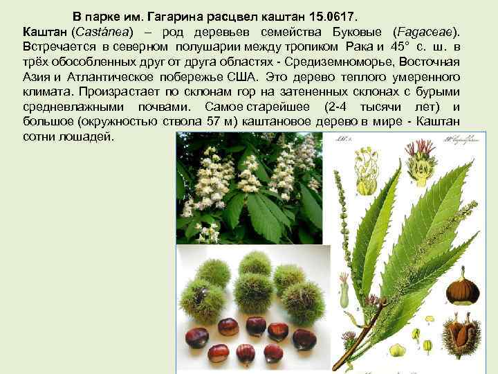 В парке им. Гагарина расцвел каштан 15. 0617. Каштан (Castánea) – род деревьев семейства
