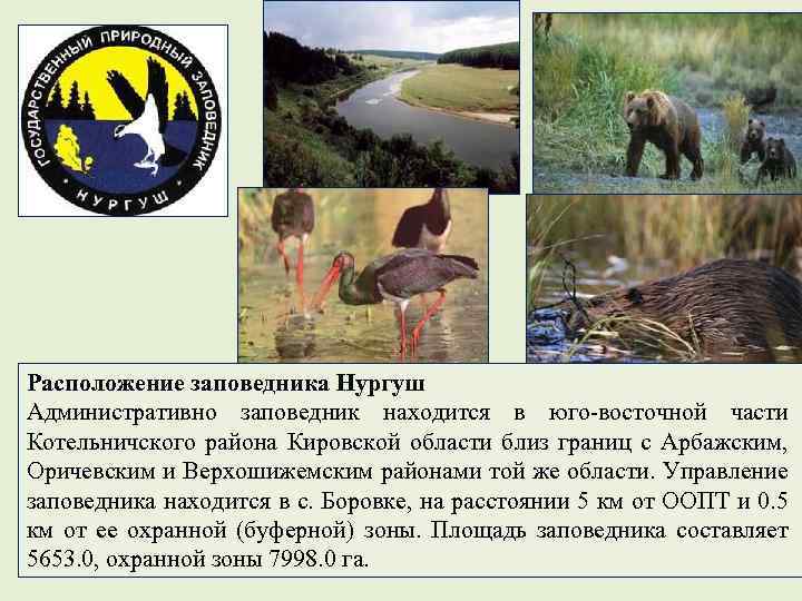 Расположение заповедника Нургуш Административно заповедник находится в юго-восточной части Котельничского района Кировской области близ