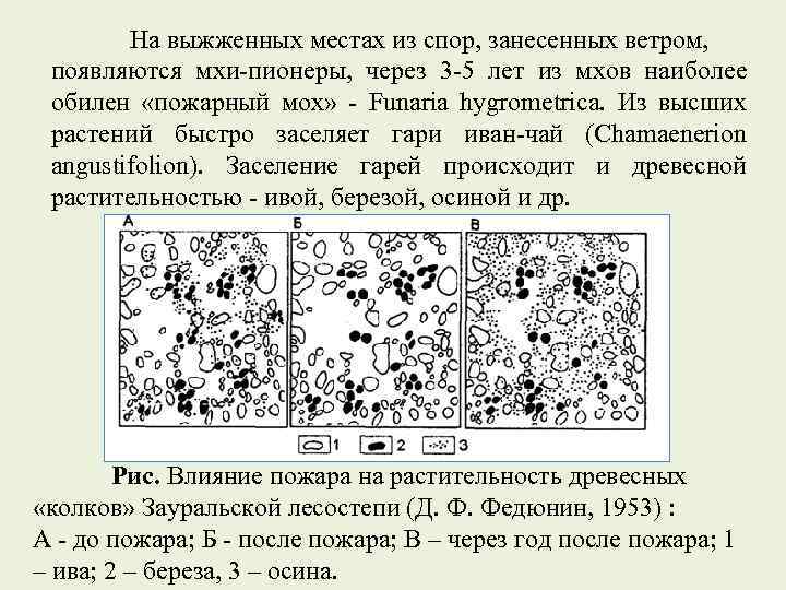 На выжженных местах из спор, занесенных ветром, появляются мхи-пионеры, через 3 -5 лет из