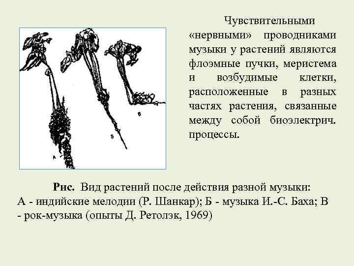 Чувствительными «нервными» проводниками музыки у растений являются флоэмные пучки, меристема и возбудимые клетки, расположенные