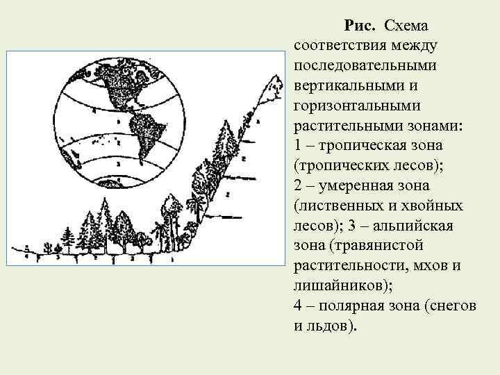 Рис. Схема соответствия между последовательными вертикальными и горизонтальными растительными зонами: 1 – тропическая зона