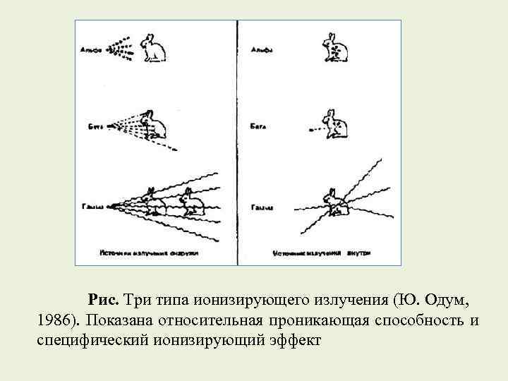 Рис. Три типа ионизирующего излучения (Ю. Одум, 1986). Показана относительная проникающая способность и специфический