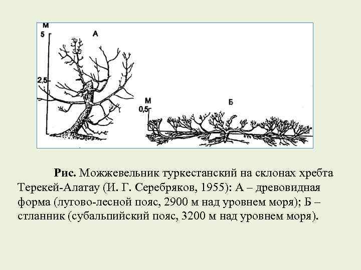 Рис. Можжевельник туркестанский на склонах хребта Терекей-Алатау (И. Г. Серебряков, 1955): А – древовидная