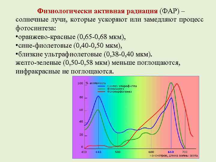 Физиологически активная радиация (ФАР) – солнечные лучи, которые ускоряют или замедляют процесс фотосинтеза: •