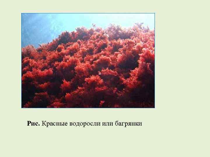 Рис. Красные водоросли или багрянки 