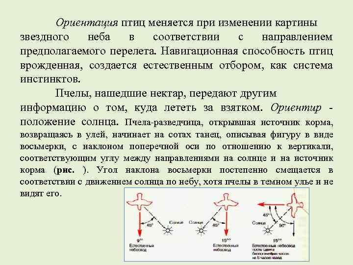 Предполагаемое направление. Ориентация птиц. Навигационная способность птиц. Ориентация птиц в пространстве и их системы навигации. Ориентация птиц по солнцу.
