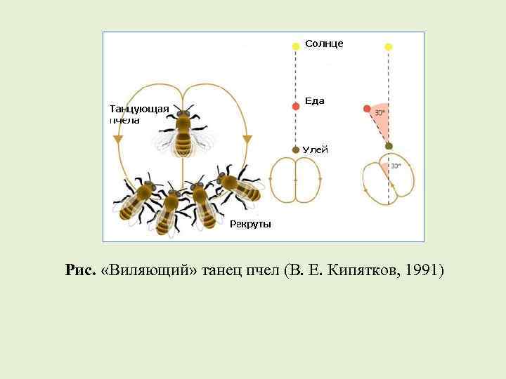 Рис. «Виляющий» танец пчел (В. Е. Кипятков, 1991) 