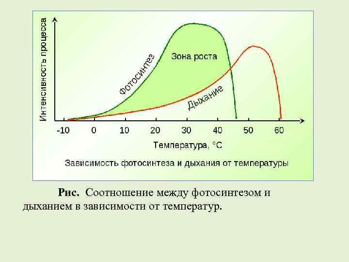 Рис. Соотношение между фотосинтезом и дыханием в зависимости от температур. 