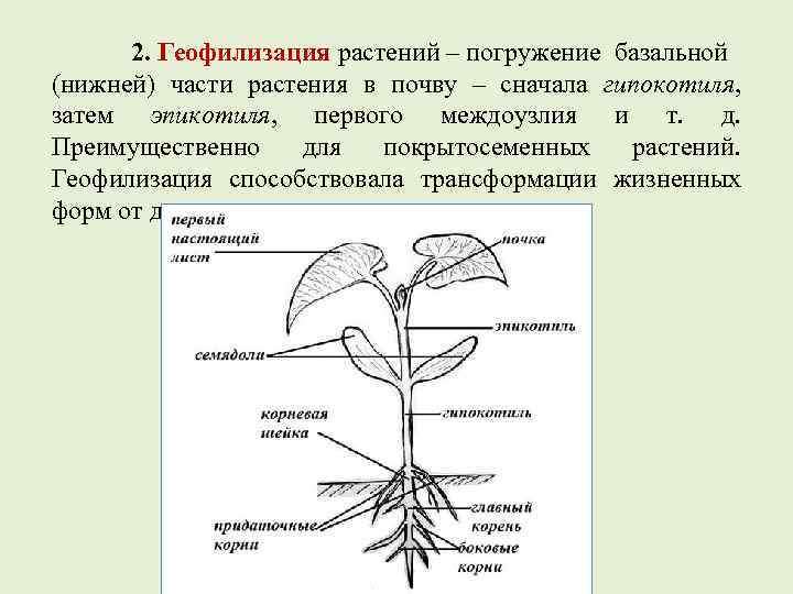 2. Геофилизация растений – погружение базальной (нижней) части растения в почву – сначала гипокотиля,