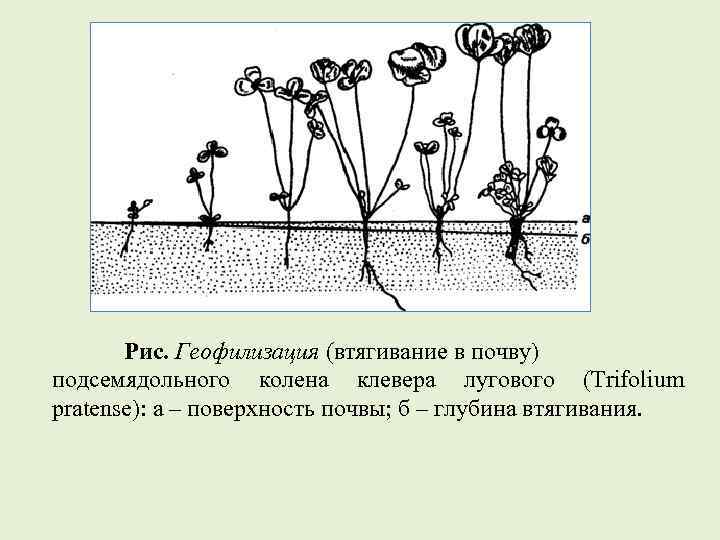 Гипокотиль у растений. Геофилизация. Эпикотиль. Эпикотиль и гипокотиль. Гипокотиль и эпикотиль это в ботанике.