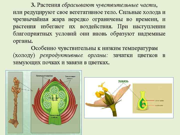 3. Растения сбрасывают чувствительные части, или редуцируют свое вегетативное тело. Сильные холода и чрезвычайная