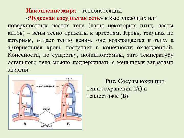 Накопление жира – теплоизоляция. «Чудесная сосудистая сеть» в выступающих или поверхностных частях тела (лапы