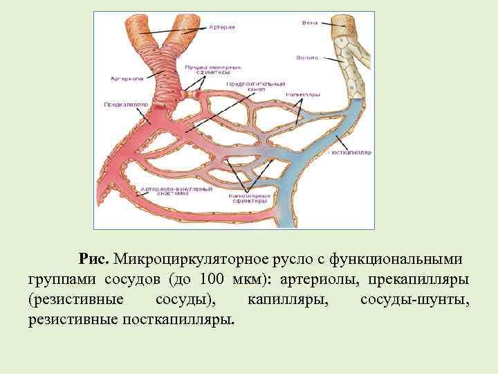 Рис. Микроциркуляторное русло с функциональными группами сосудов (до 100 мкм): артериолы, прекапилляры (резистивные сосуды),