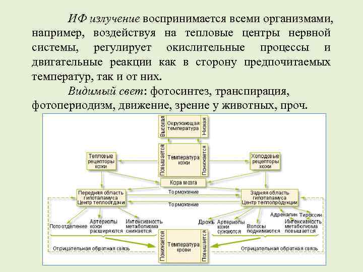 ИФ излучение воспринимается всеми организмами, например, воздействуя на тепловые центры нервной системы, регулирует окислительные