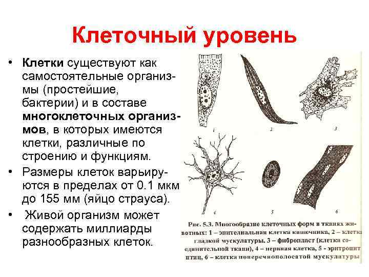 Клеточный уровень • Клетки существуют как самостоятельные организмы (простейшие, бактерии) и в составе многоклеточных