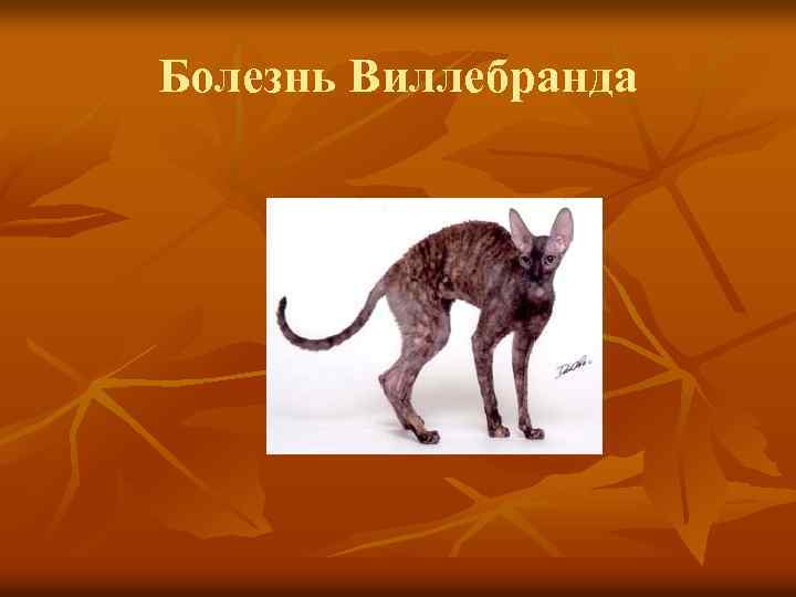 Болезнь Виллебранда 