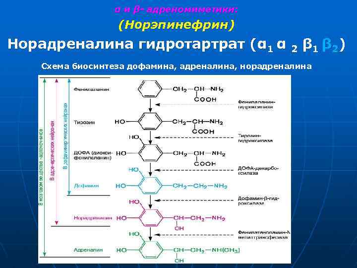 α и β- адреномиметики: (Норэпинефрин) Норадреналина гидротартрат (α 1 α 2 β 1 β