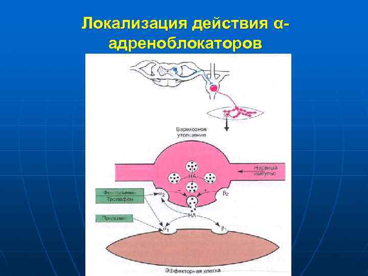 Локализация действия αадреноблокаторов 