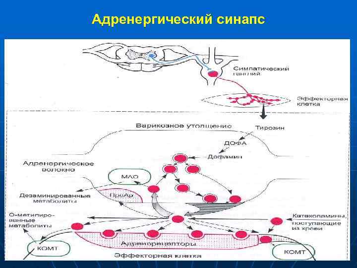 Адренергический синапс 