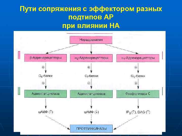 Пути сопряжения с эффектором разных подтипов АР при влиянии НА 