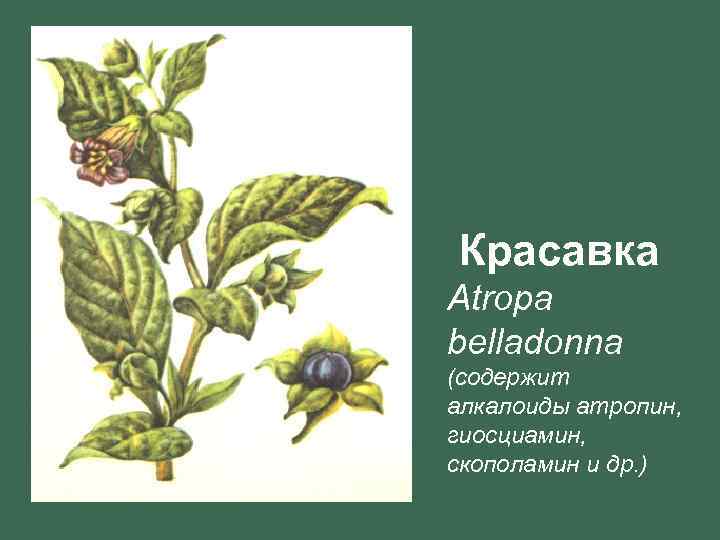  Красавка Atropa belladonna (содержит алкалоиды атропин, гиосциамин, скополамин и др. ) 